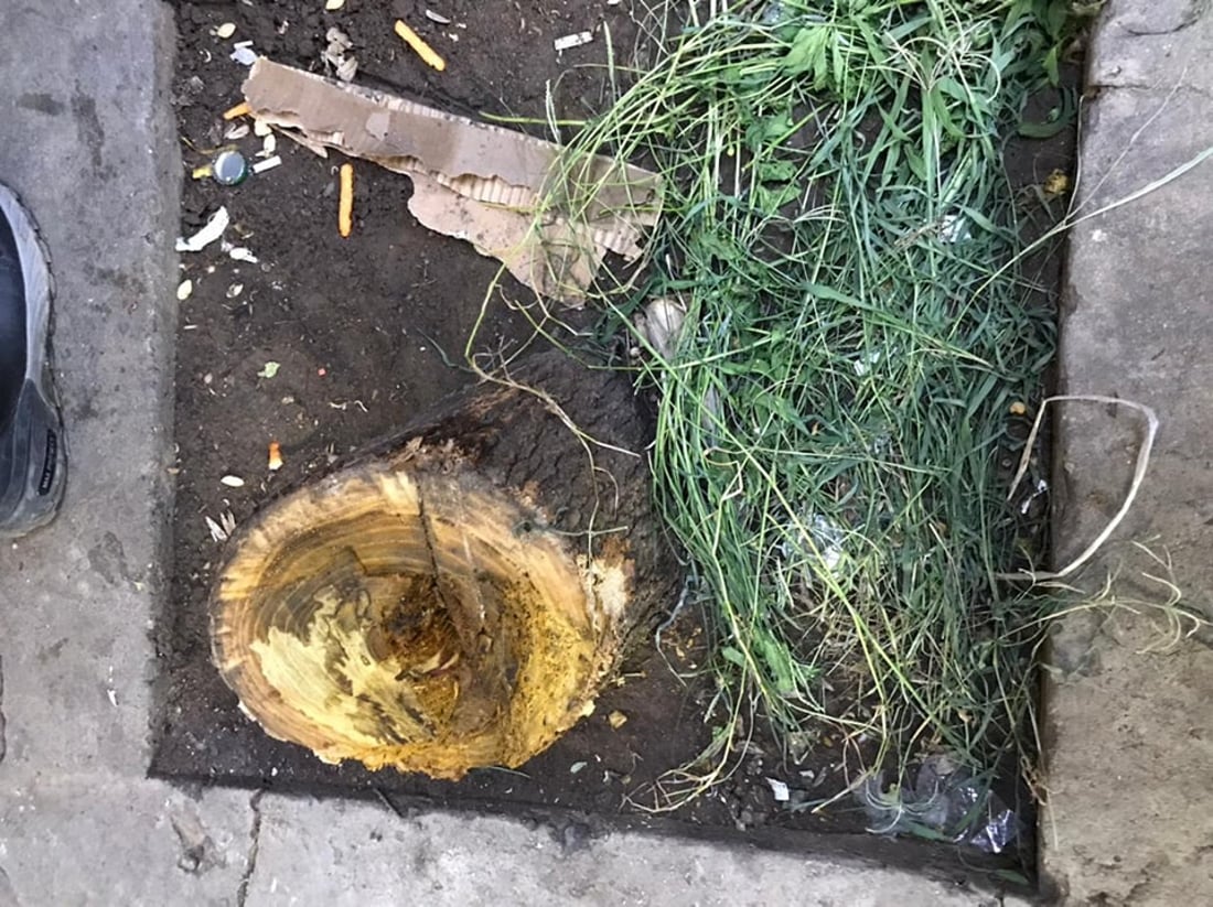 چایچییەک بۆ کەپر دوو داری تەمەن 10 ساڵ دەبرێتەوە