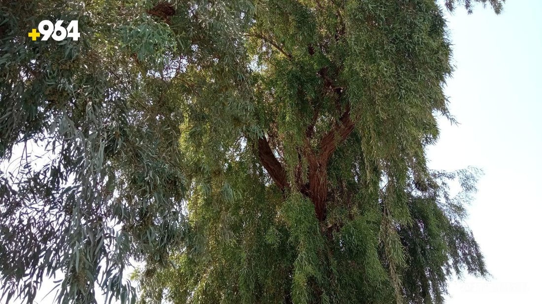 صور: طويريج تضع حراساً على 75 شجرة معمرة لحمايتها من الحطابين