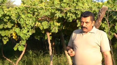 Academic grows six grape varieties using water-saving methods, opens farm to fellow growers