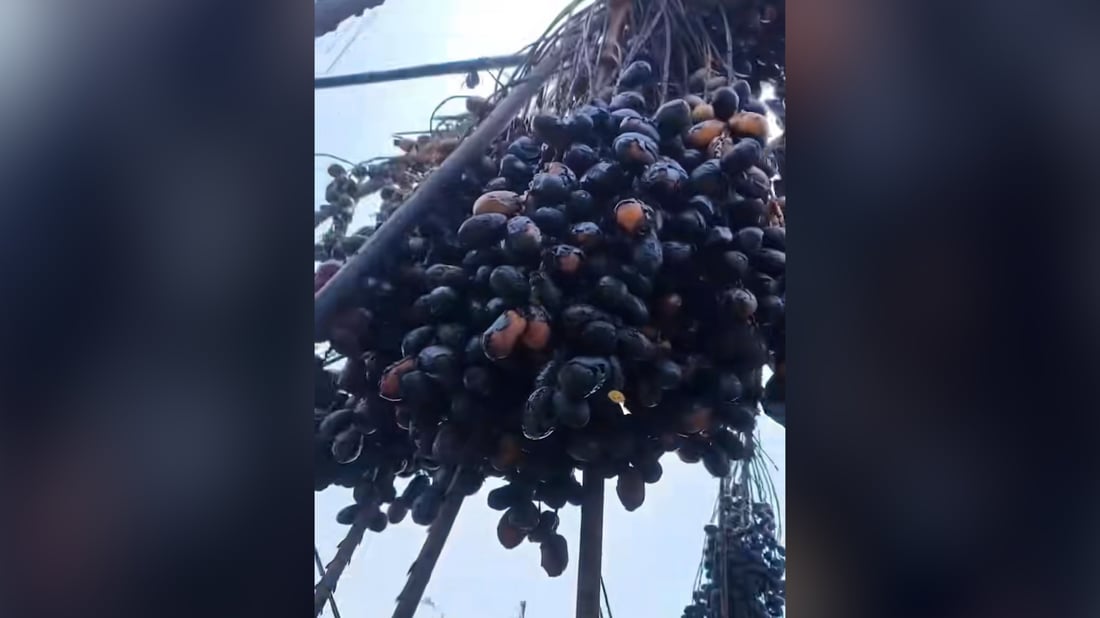 Fire destroys 65 palm trees in Basra orchard