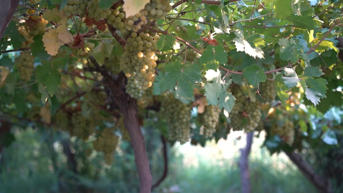 Academic grows six grape varieties using water-saving methods, opens farm to fellow growers