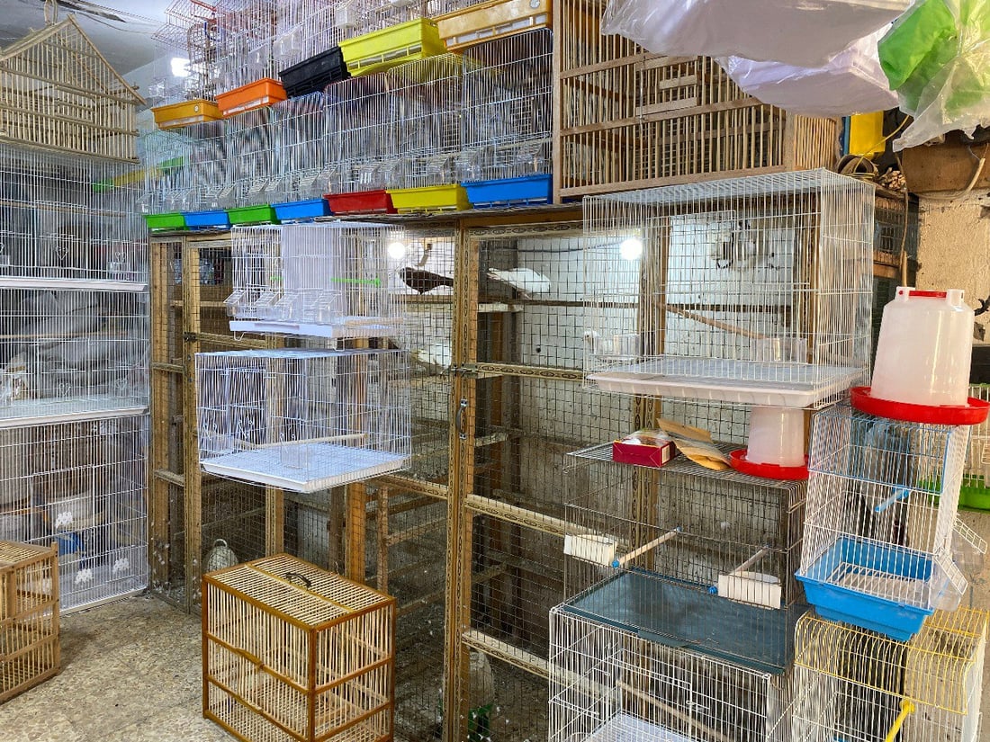 ملتقى “الجنّاية” منذ الخمسينيات.. جولة صورية داخل أقدم سوق للطيور في ميسان