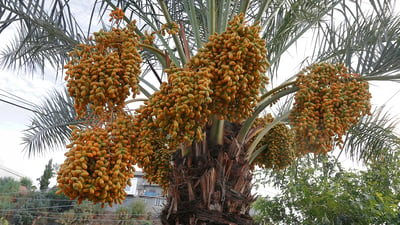 دارخورما تاقانەکەی قەڵادزێ بەرهەمی باشی هەبووە