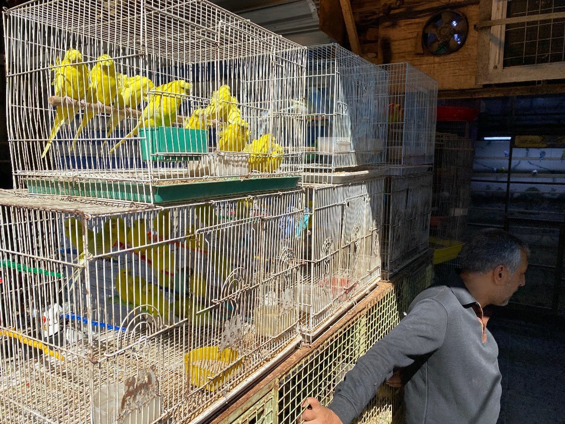 ملتقى “الجنّاية” منذ الخمسينيات.. جولة صورية داخل أقدم سوق للطيور في ميسان