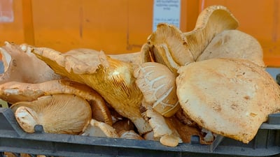 ئەمساڵ بەرهەمی قارچکی خۆماڵی لە دەڤەری شێلادزێ گرانە