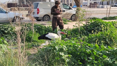 حاجی لەقلەقەکەی کەلار چاکبووەوە و لە بازاڕ پیاسە دەکات