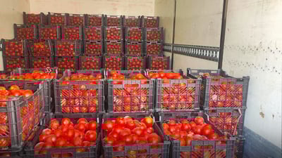 وەزارەتی کشتوکاڵ بڕیاریدا قەدەغەی هاوردەکردنی تەماتە هەڵبگیرێت