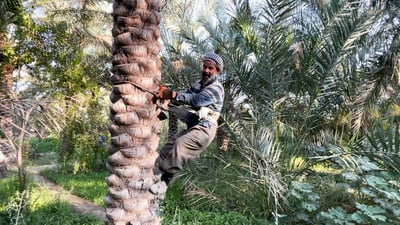فيديو: أين “الخلال” يا بصرة؟ تدلية العذوق أنجزت وثمرة النخيل قريباً في الأسواق