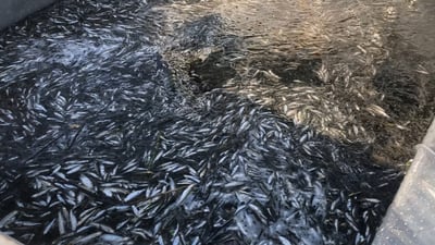 بە هەزاران ماسی لە پێنجوێن رزگار کران