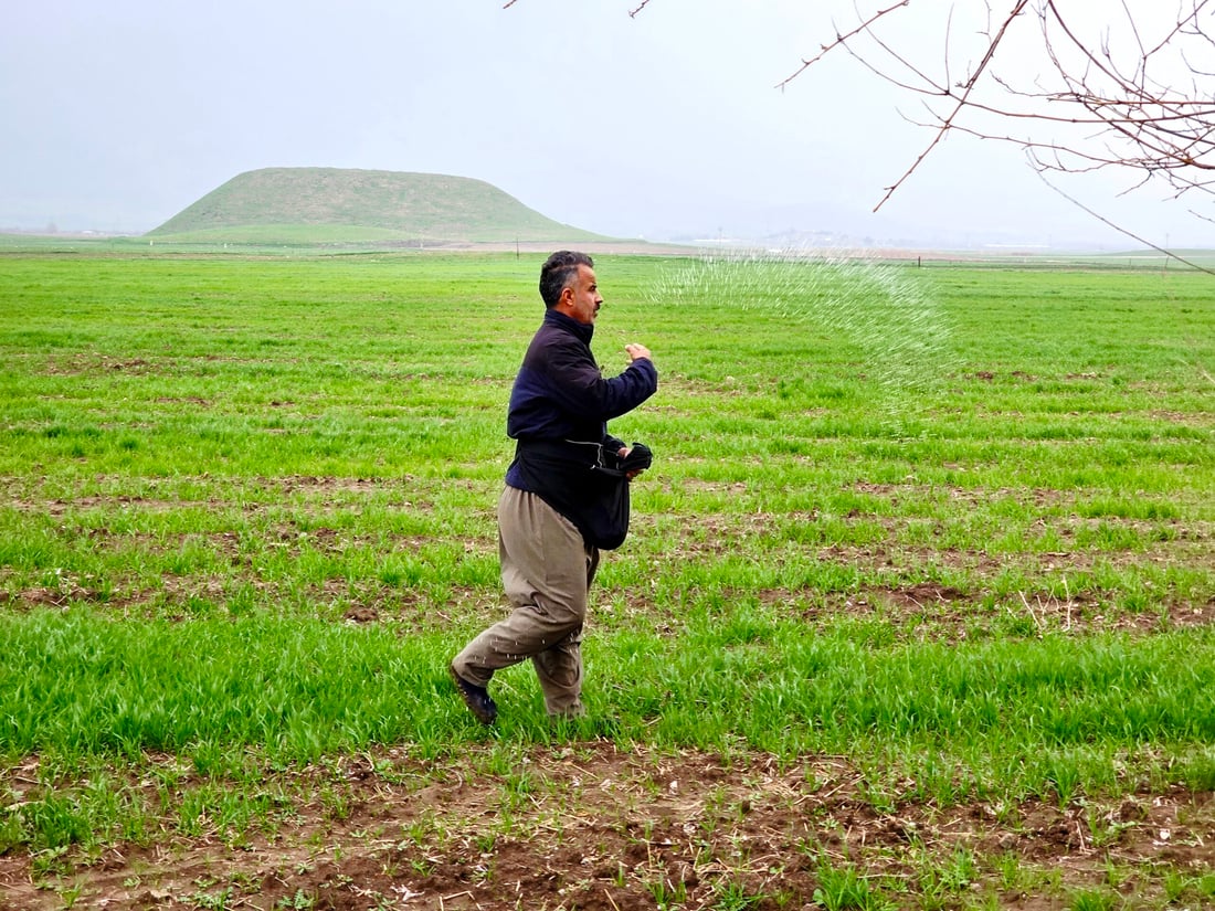 بارانی زۆر بەشێکی گەنمی جوتیارانی شارەزووری زەرد هەڵگەڕاندووە