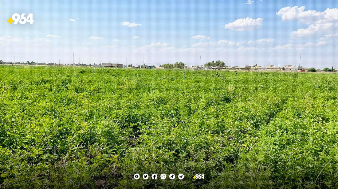 جوتیارانی دارەتوو: پێویستمان بە کارەبایە بۆ بەرهەمهێنانی پەتاتەی زیاتر