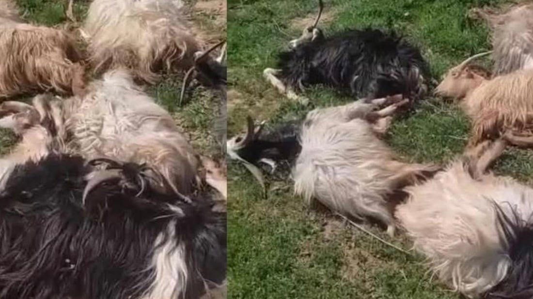 Mysterious illness kills 300 goats in Duhok’s village of Khardas