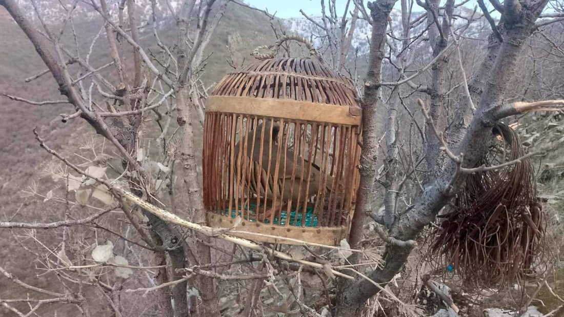 کەوێک کە بۆ راوکردن دانرابوو رزگارى کرا
