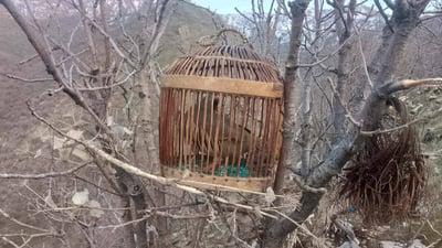 کەوێک کە بۆ راوکردن دانرابوو رزگارى کرا