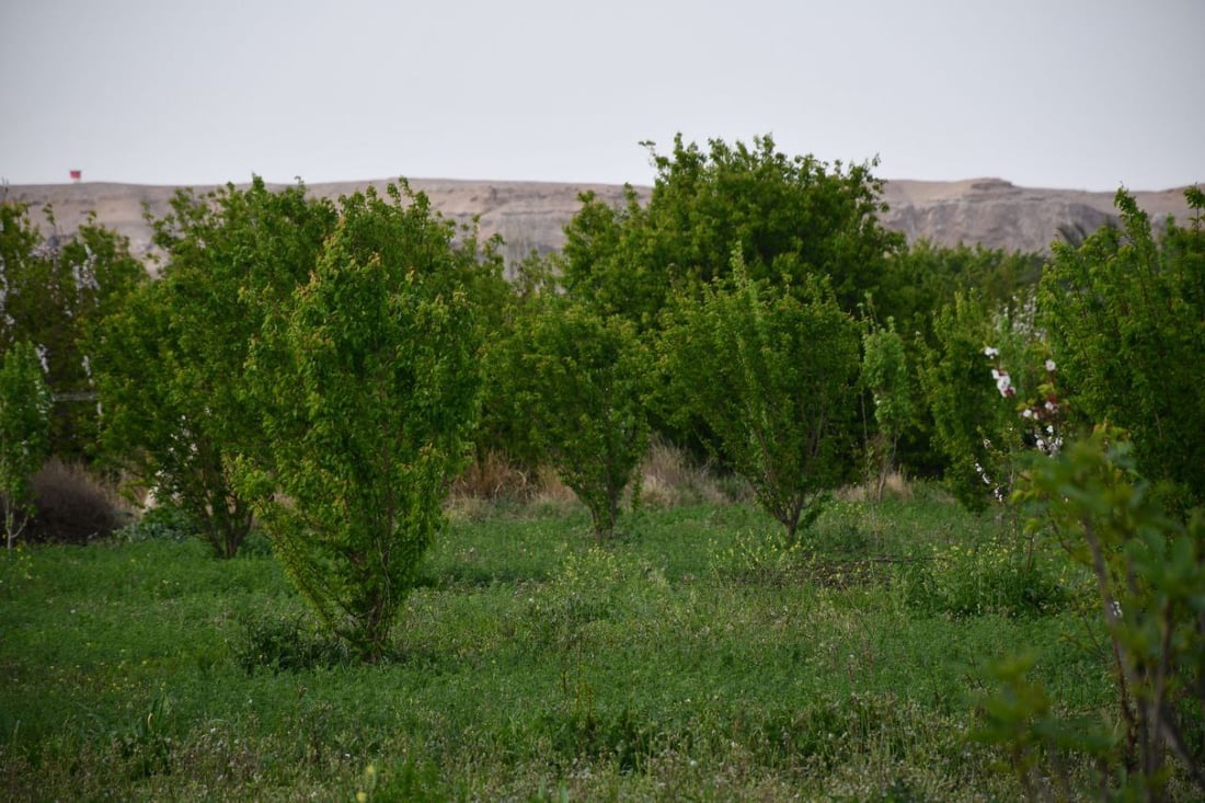 صور: بساتين القائم امتلأت بالجقال.. تذوقوا المشمش الحامض لكن لا تسرقوا ولا تكسروا