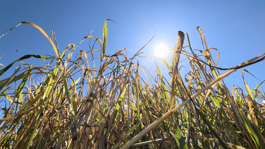 جوتیارانی راپەڕین ترسیان هەیە بێ بەرهەمی گەنم بن