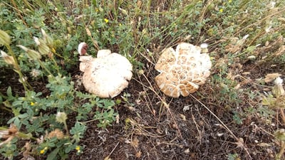 لە پشدەر وەرزى بەهار خۆى نوێکردەوە