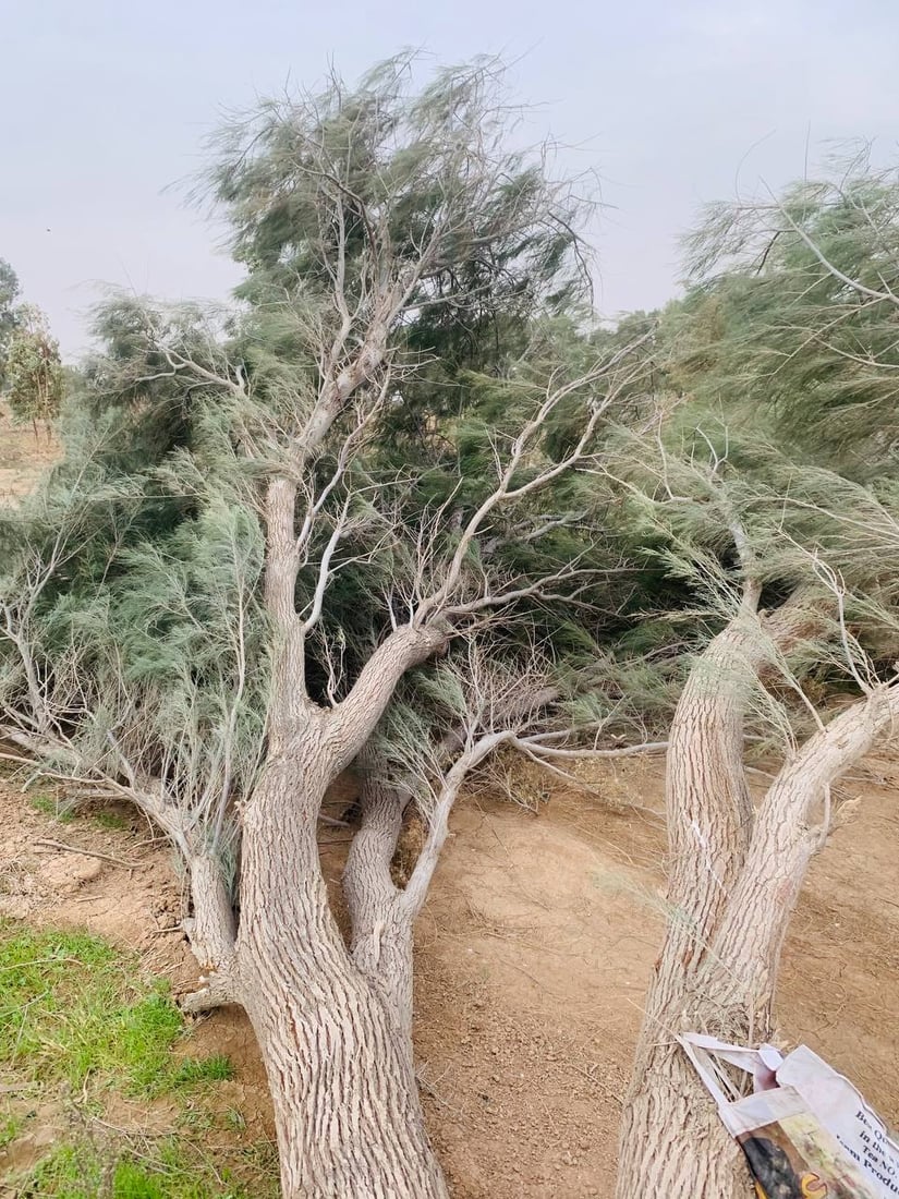 فيديو: عواصف الجمعة اقتلعت الأشجار من جذورها مع أعمدة الكهرباء في الضلوعية