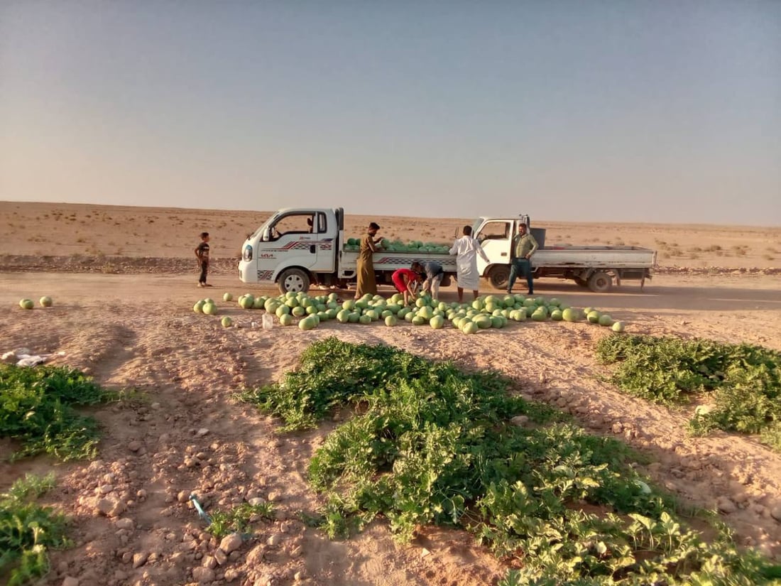“أبو الجير” ليست صحراءً.. تجربة “صلاح” نجحت في الرمادي والمحاصيل وفيرة (صور)