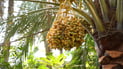 Wasit’s date harvest starts late as a cool spring pushes ripening back