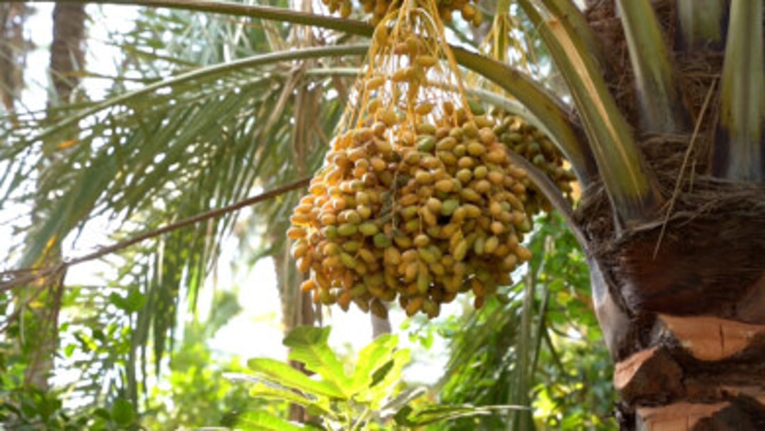 Wasit’s date harvest starts late as a cool spring pushes ripening back