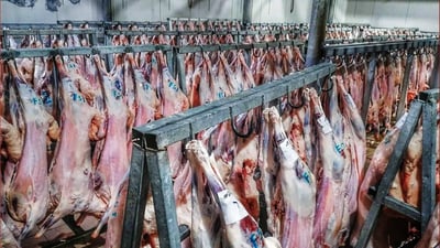 ئه‌مساڵ قوربانیكردن له‌هه‌ولێر زیاتر كراوه و چه‌ند ئاژه‌ڵێكی نه‌خۆشیش ره‌تكراوه‌نه‌ته‌وه‌