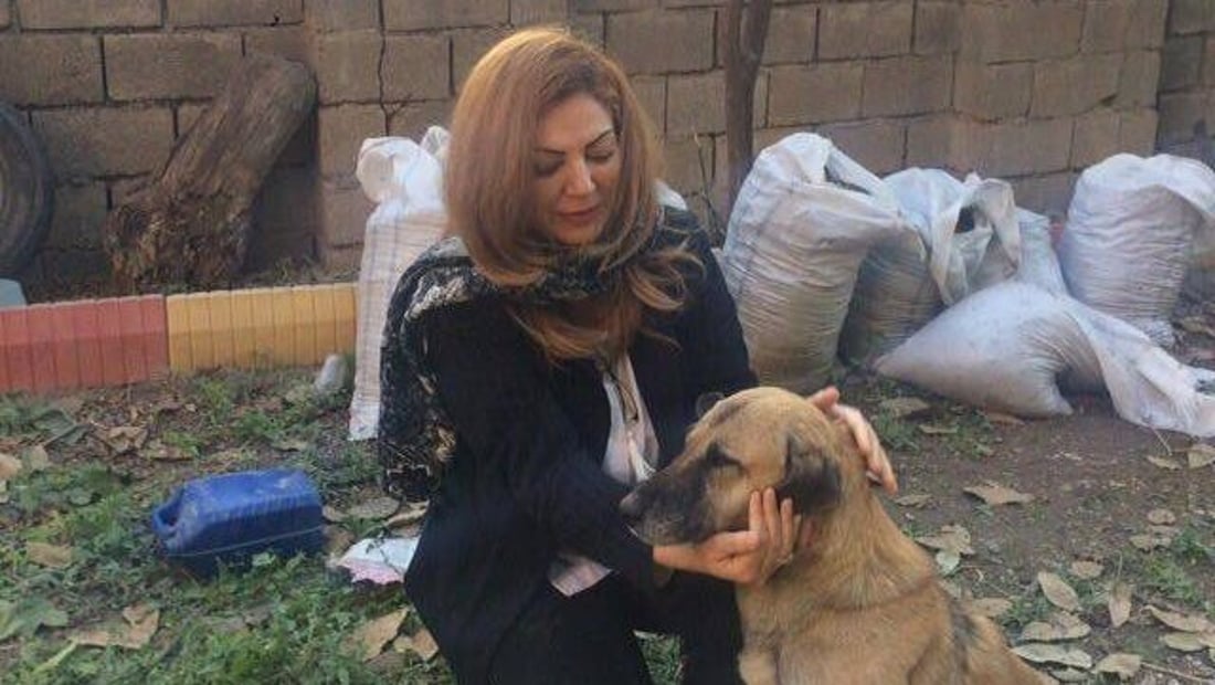 ” بێچووی ئەسپیان بە پیكاب لە سكی دایكی راكێشاوە”