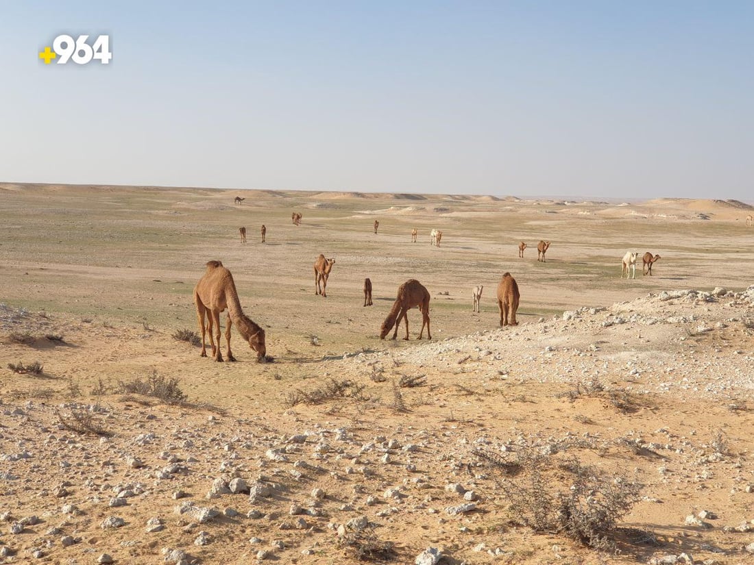 عرض الإبل مع الأغنام إهانة.. بدو المثنى يريدون مزاداً “للجودية” وسعرها 60 مليوناً