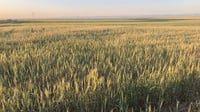 فيديو من حقول ربيعة.. السنابل توشك على طرح خيراتها
