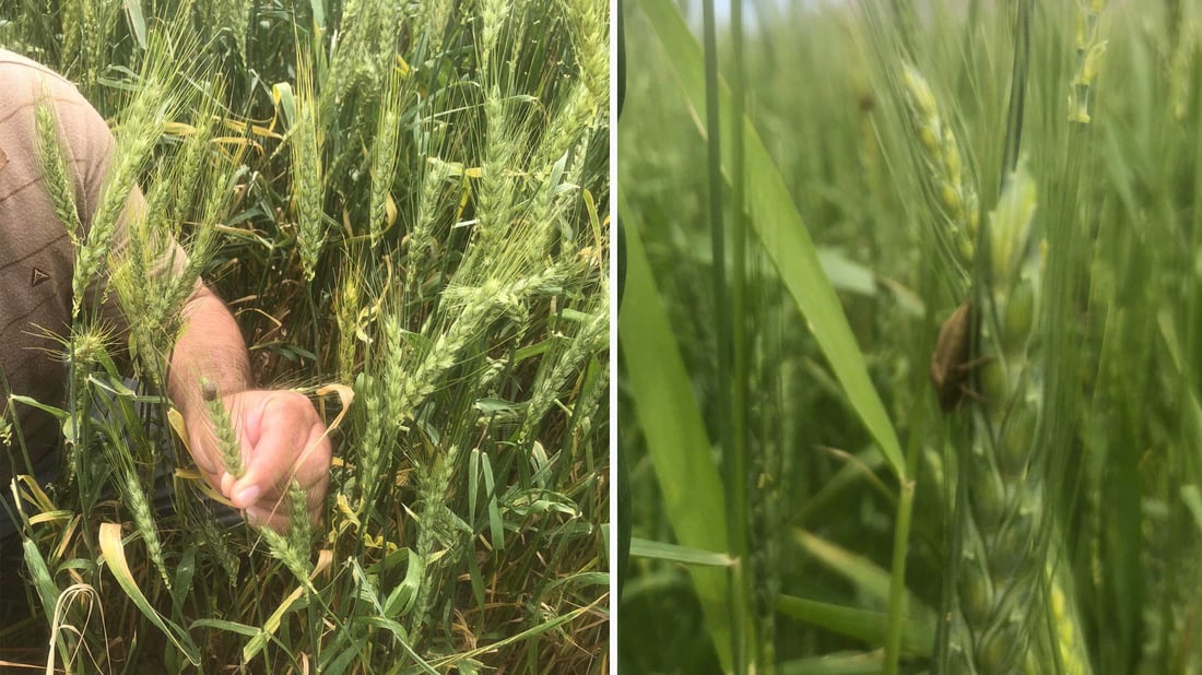 لە سنووری چەند گوندێکی گەرمیان سن داویەتی لە گەنم