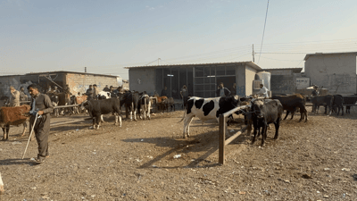 Erbil livestock market keeps tradition of trading in ‘old dinar’ alive