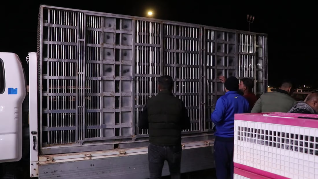 Annual racing competition for homing pigeons kicks off in Kut