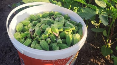 بۆ وشککردنەوەی بامێ رای پێچەوانە هەیە