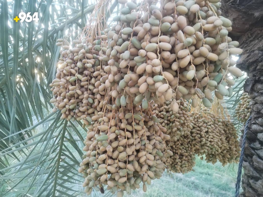 من كل مدينة نخلة نادرة.. بستان عمر الزوبعي يزرع 8 أصناف فقط ويقطف مبكراً (صور)