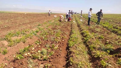 كەمیی كارەبا هەڕەشە لە بەرهەمی پەتاتەی 221 جوتیار دەكات