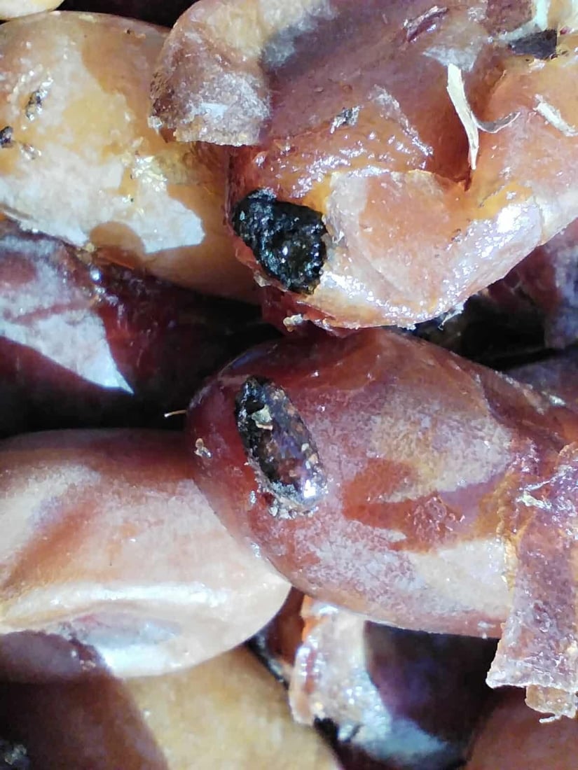 540 کیلۆ خورمای خراپبوو لە رانیا لەناوبرا