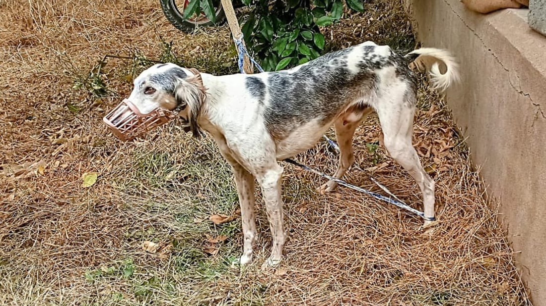 خۆیان رایان کرد و تانجییەکەیان جێهێشت