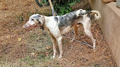 خۆیان رایان کرد و تانجییەکەیان جێهێشت