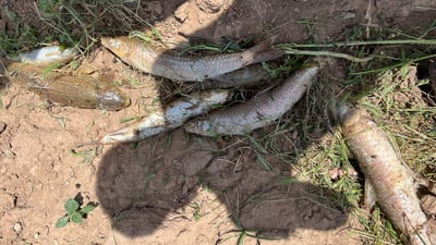 سه‌دان ماسی له‌ سنوورى چه‌مچه‌ماڵ مردار بوونه‌ته‌وه‌