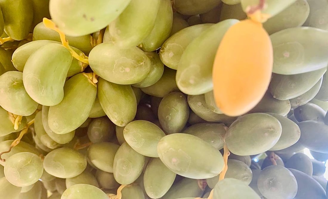 صور: الخلال الأصفر سيملأ السوق الأسبوع المقبل.. مرحلة “الهنبوش” نجحت في البصرة