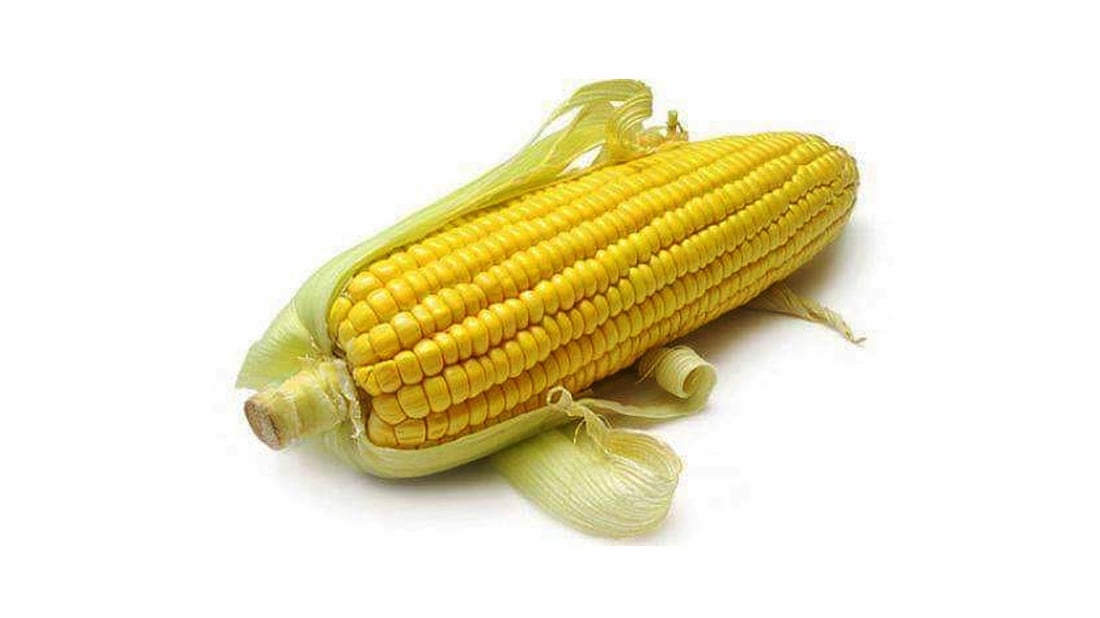 ئه‌مساڵ هیچ جوتیارێكى گوێڕ بۆى نییه‌ گه‌نمه‌شامى بچێنێت