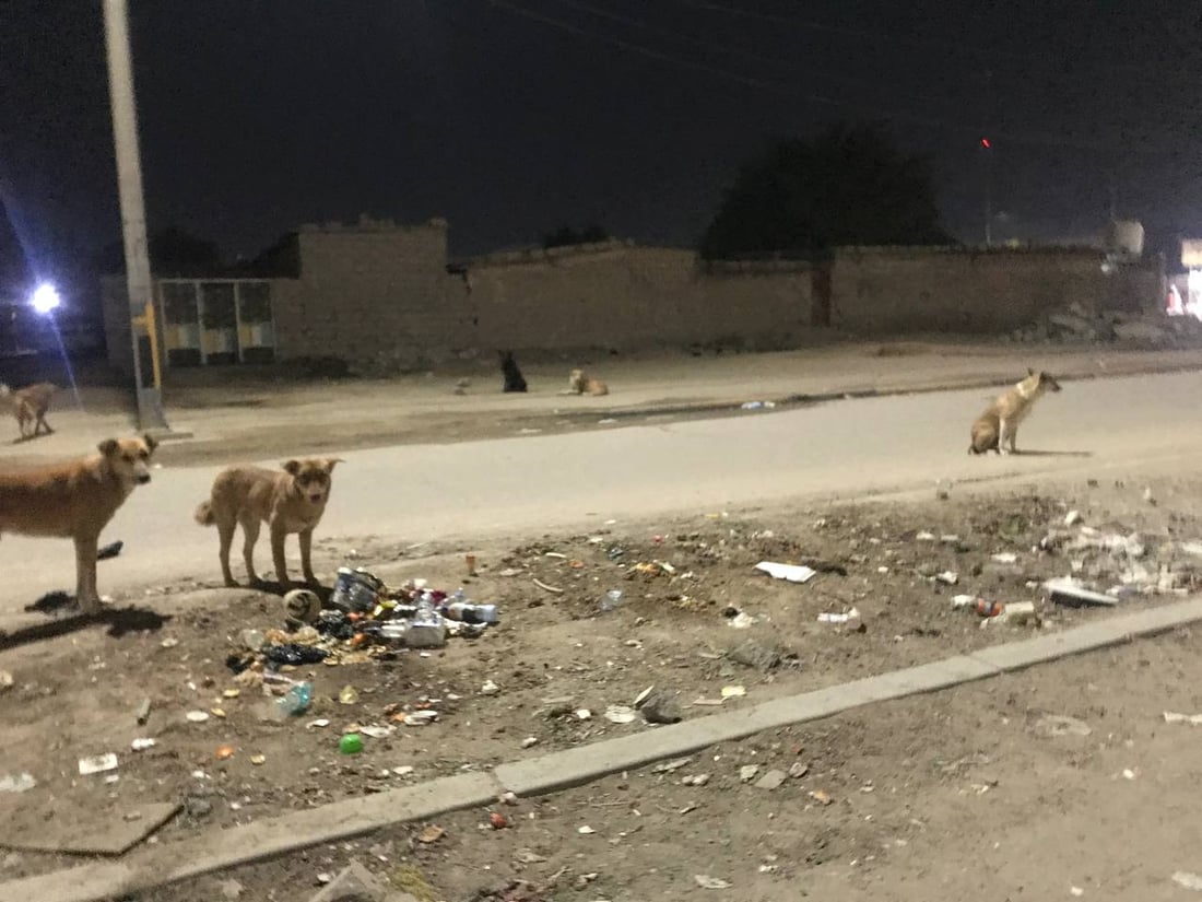 الكلاب المسكينة في خور الزبير ستموت بالسم.. وصلت الحبوب وبدأ دسها في اللحوم (صور)