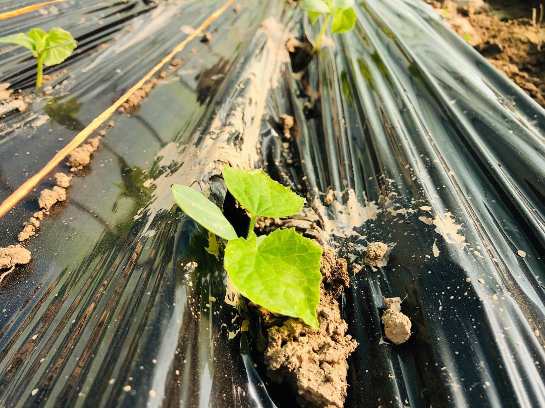 KRG bans plastic mulch in agriculture, citing soil pollution from polyethylene sheeting