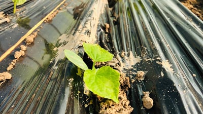 KRG bans plastic mulch in agriculture, citing soil pollution from polyethylene sheeting