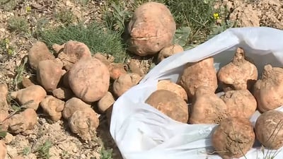 موسم وفير بالكمأ والكعوب في سهول ديالى