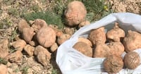 موسم وفير بالكمأ والكعوب في سهول ديالى