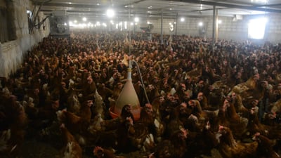 Struggling poultry farmers in Salah al-Din’s Al-Abitar cite power cuts and reduced fuel allocations for woes