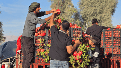 گەنجێک لە سەیدسادق هەنار بەمزایەدە دەفرۆشێ