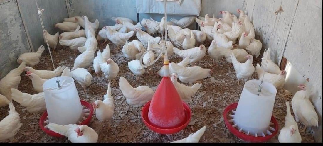 زانكۆى سه‌ڵاحه‌دین بازاڕێكى بچووكى كرده‌وه‌