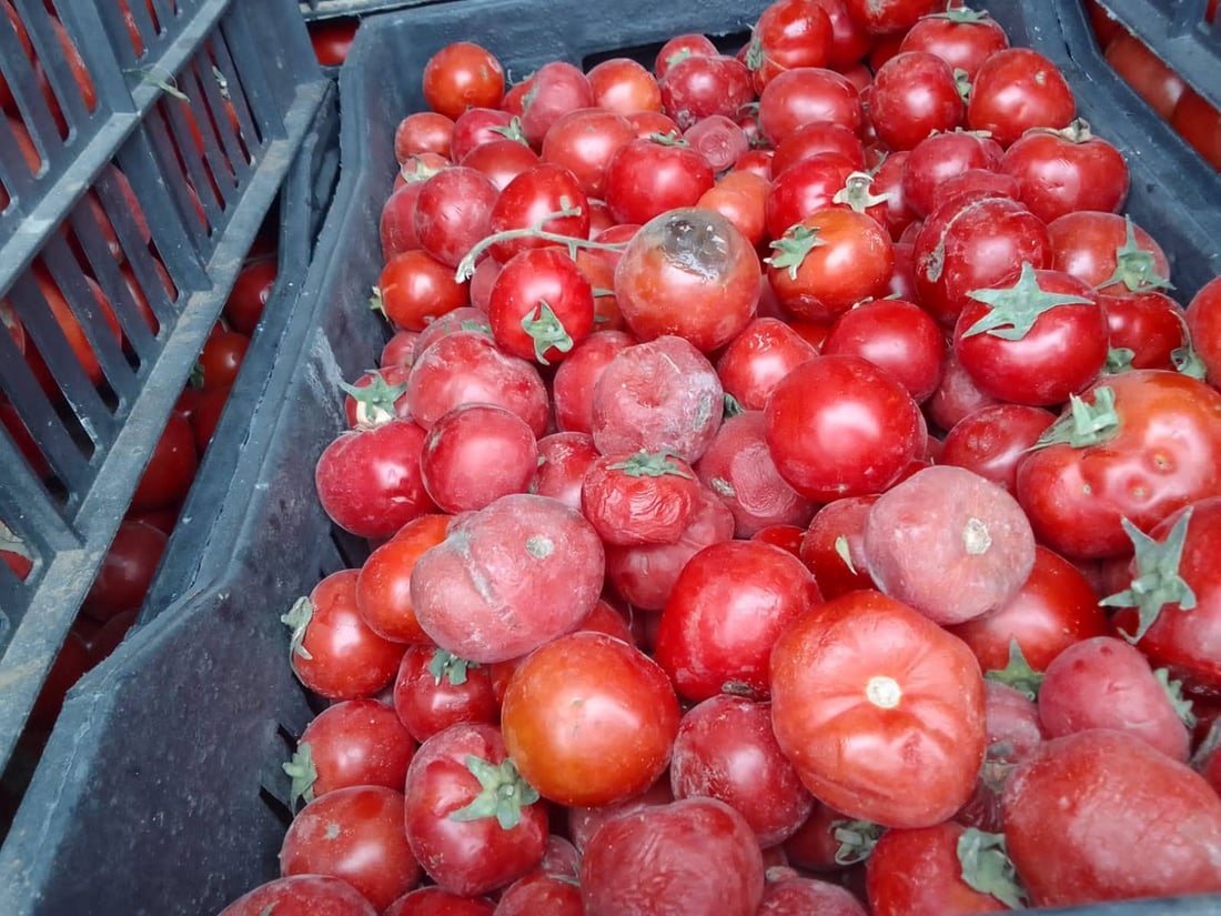 بارهەڵگرێک تەماتەی خراپبوو لە كەلار لەناوبرا